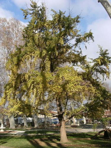 Ginkgo Biloba