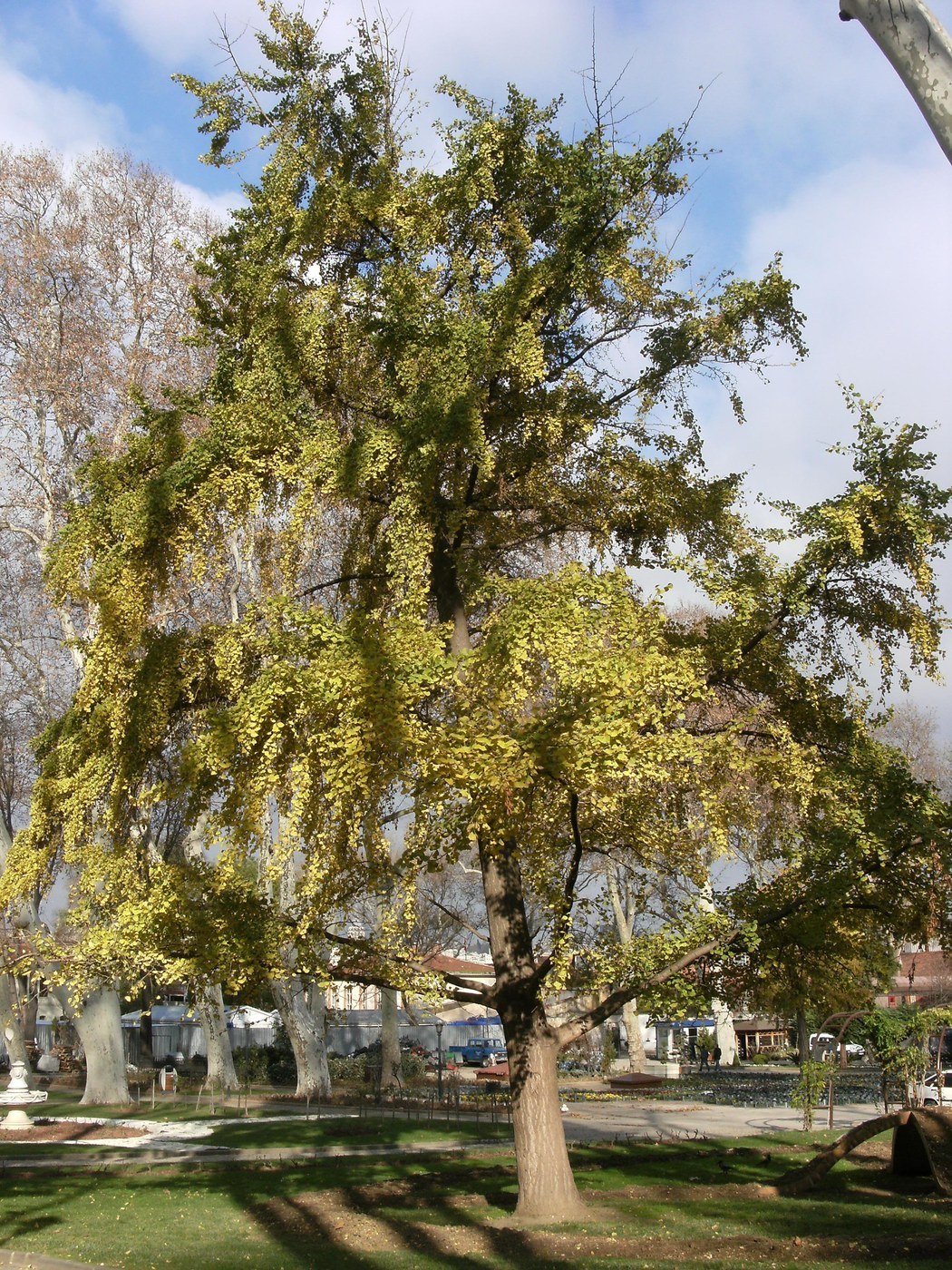 How to Care for Ginkgo