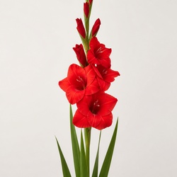 Gladiolus Identification Guide