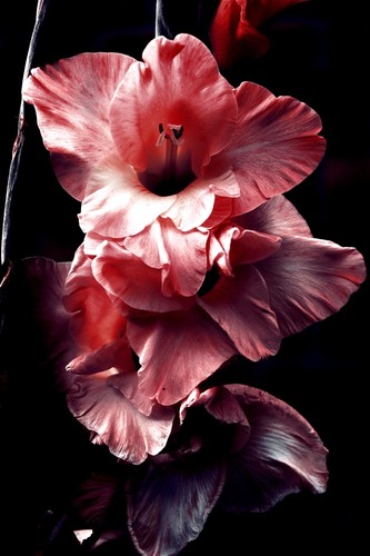 Gladiolus