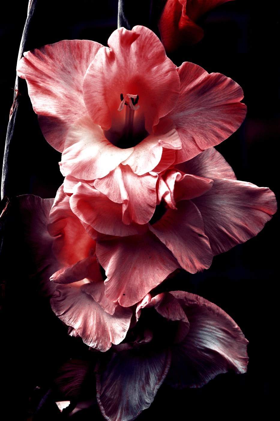 How to Care for Gladiolus