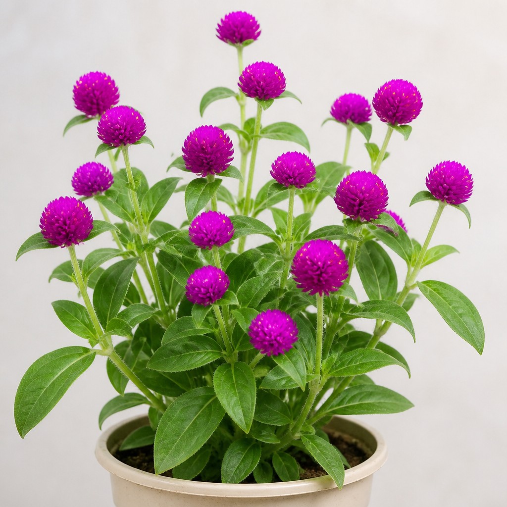Globe Amaranth