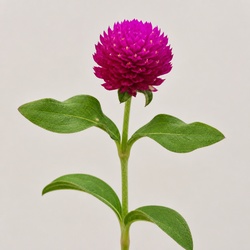 Globe Amaranth Identification Guide