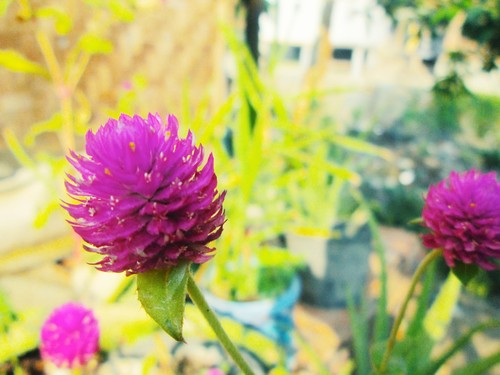 Globe Amaranth
