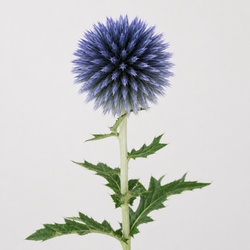 Globe Thistle Identification Guide