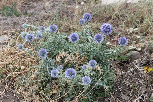 Globe Thistle