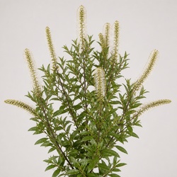 Goatsbeard Identification Guide