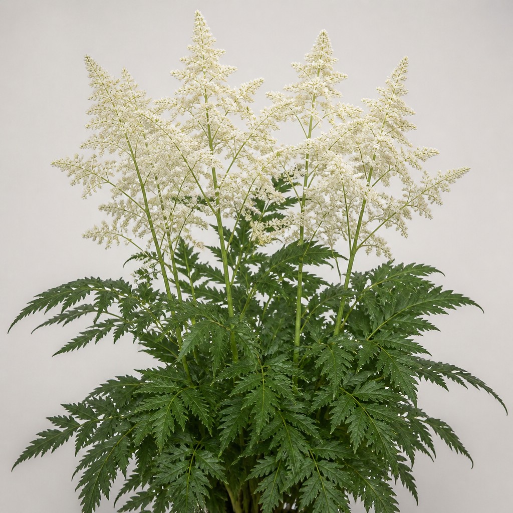 Goatsbeard