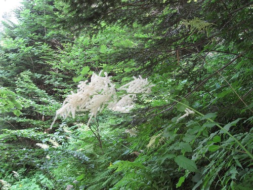 Goatsbeard