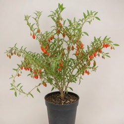 Goji Berry Identification Guide