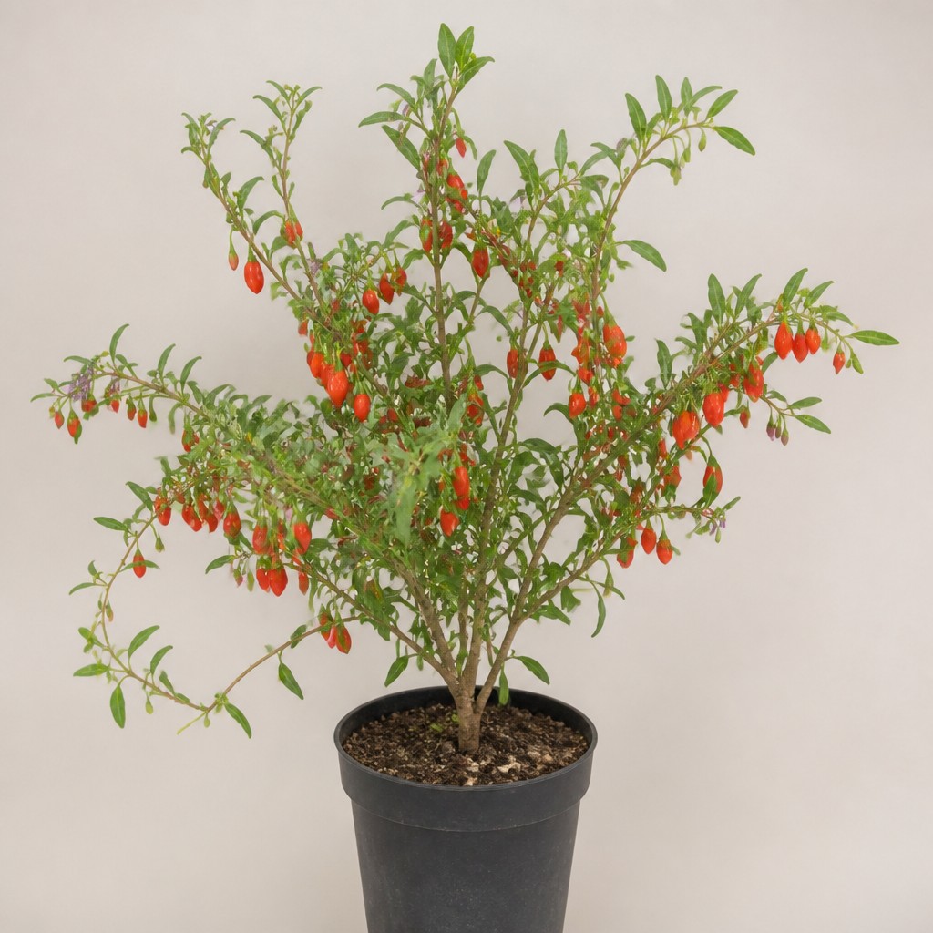 Goji Berry