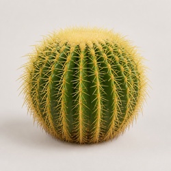 Golden Barrel Cactus Identification Guide