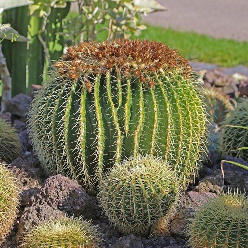 Golden Barrel Cactus