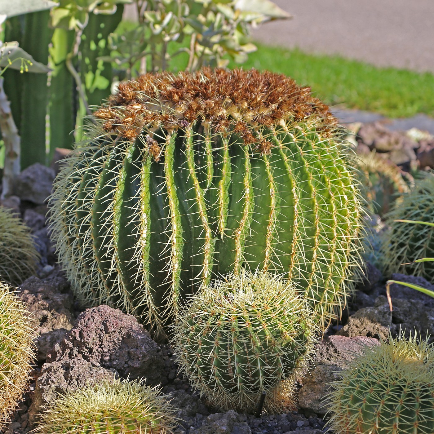 How to Care for Golden Barrel Cactus