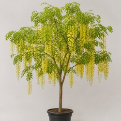 Golden Chain Tree Identification Guide