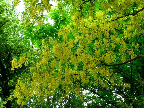 Golden Chain Tree