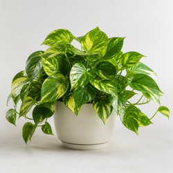 Golden Pothos Identification Guide