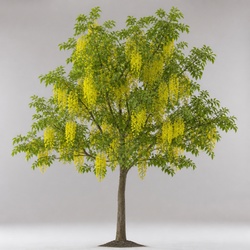 Golden Rain Tree Identification Guide