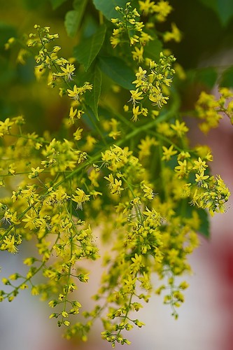 Golden Rain Tree