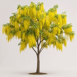 Golden Shower Tree Identification Guide