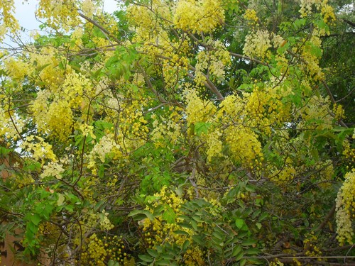 Golden Shower Tree