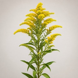 Goldenrod Identification Guide