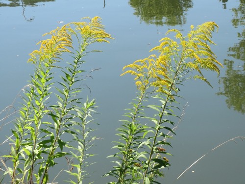 Goldenrod