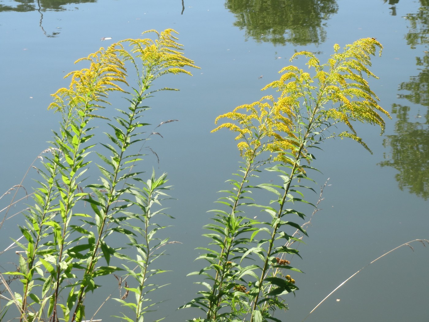 How to Care for Goldenrod