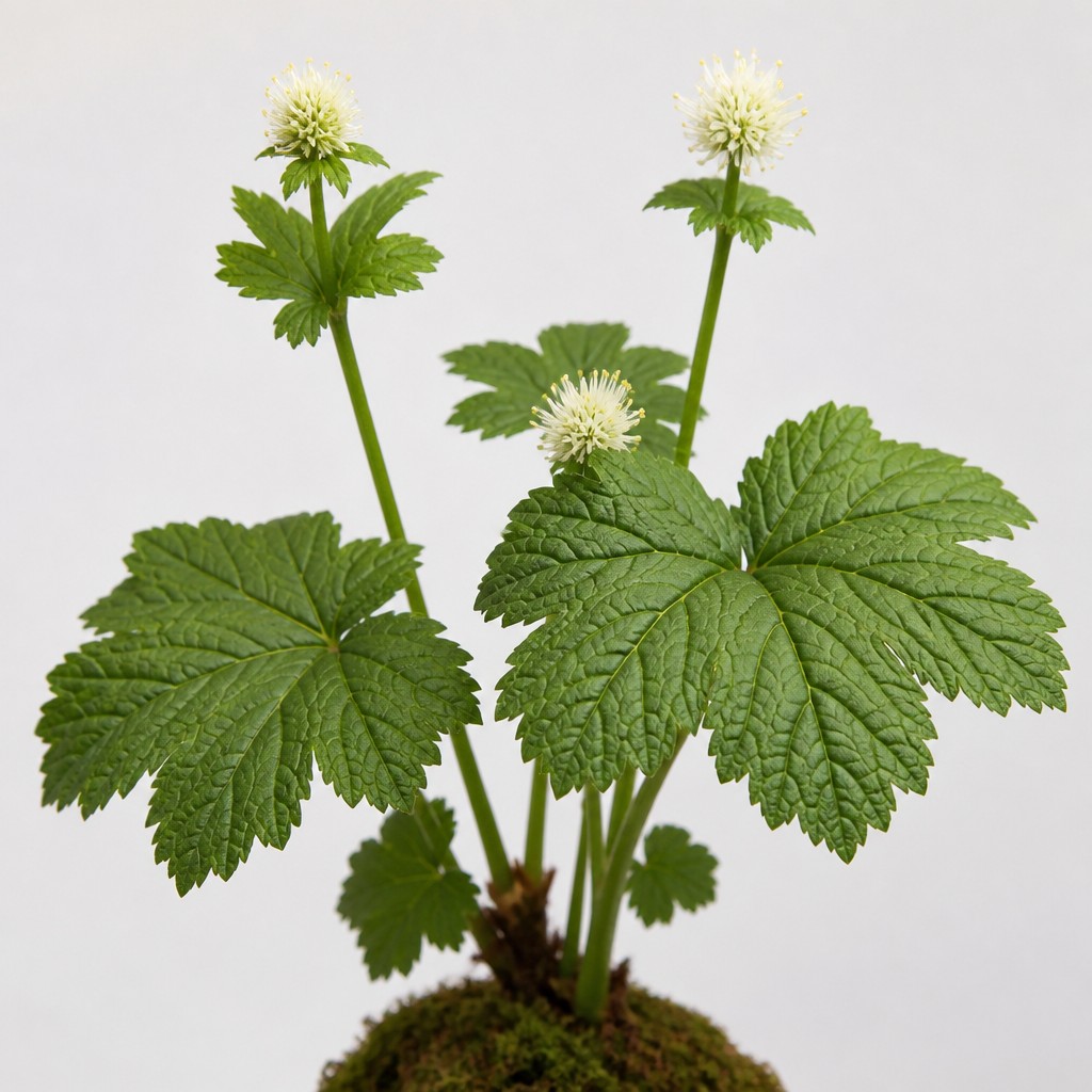 Goldenseal
