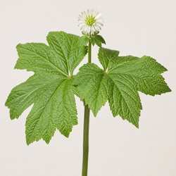 Goldenseal Identification Guide