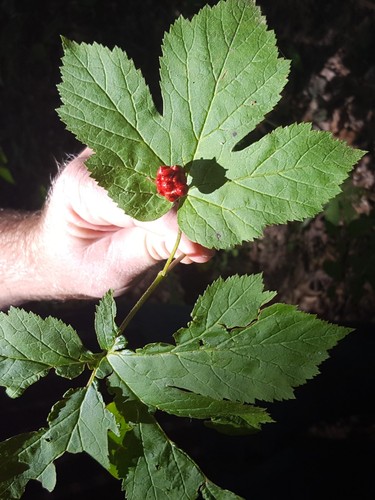 Goldenseal