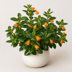 Goldfish Plant Identification Guide