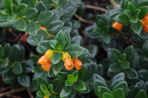 Goldfish Plant