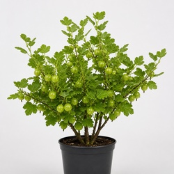 Gooseberry Identification Guide