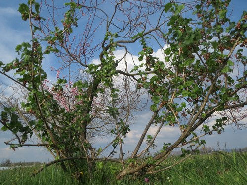 Gooseberry