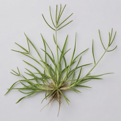 Goosegrass Identification Guide