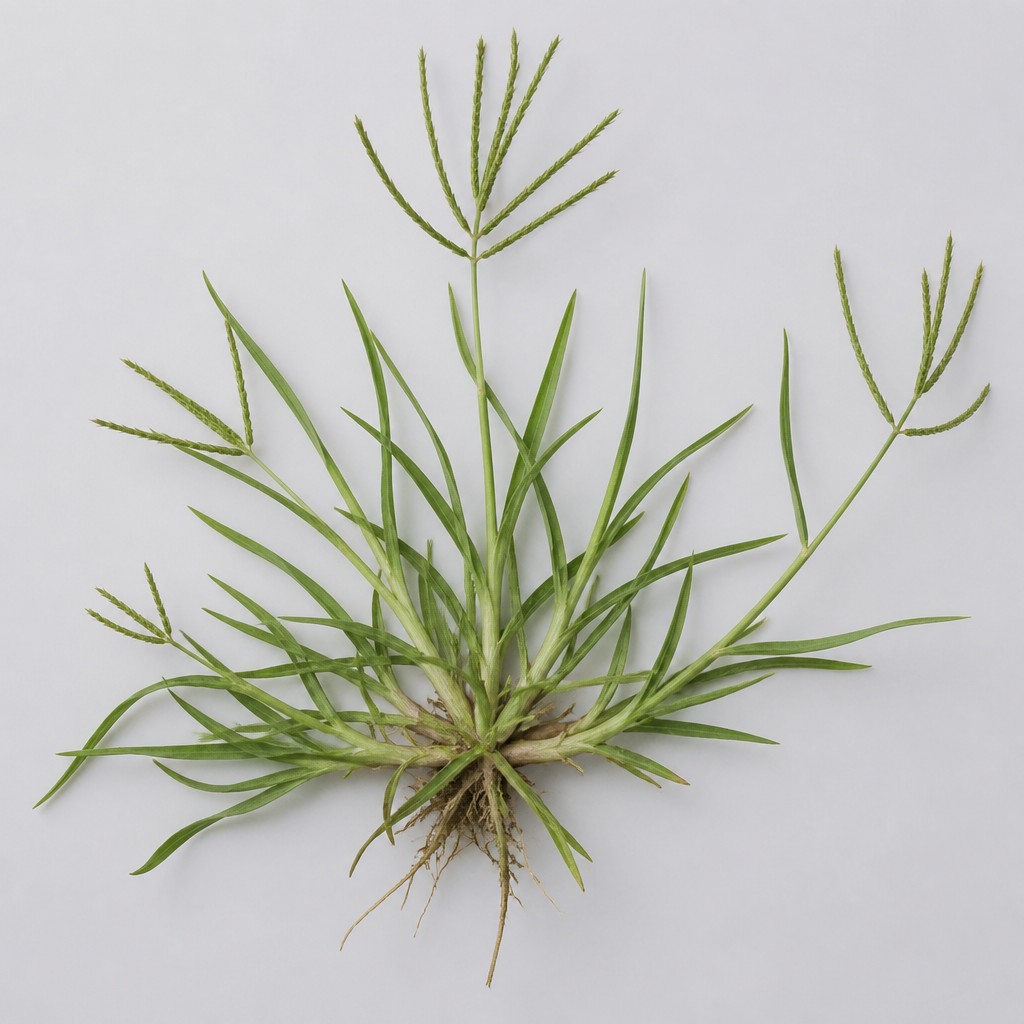 Goosegrass