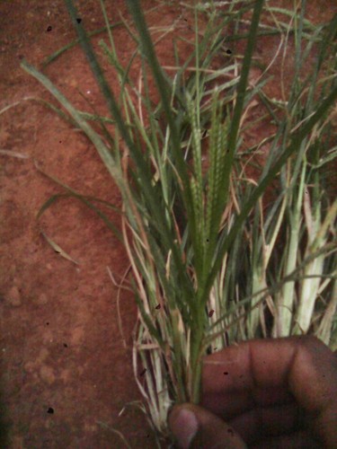 Goosegrass