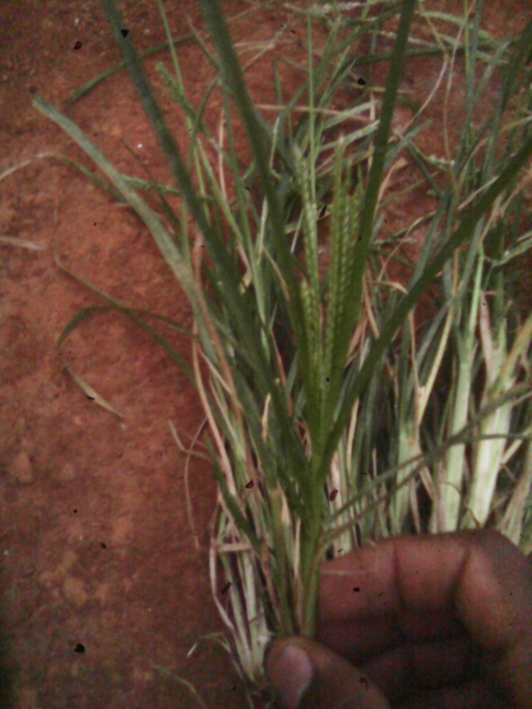 How to Care for Goosegrass