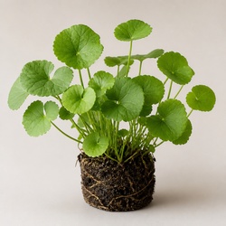 Gotu Kola Identification Guide