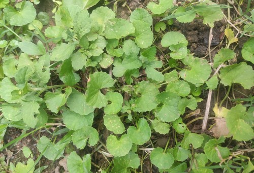 Gotu Kola