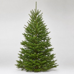 Grand Fir Identification Guide