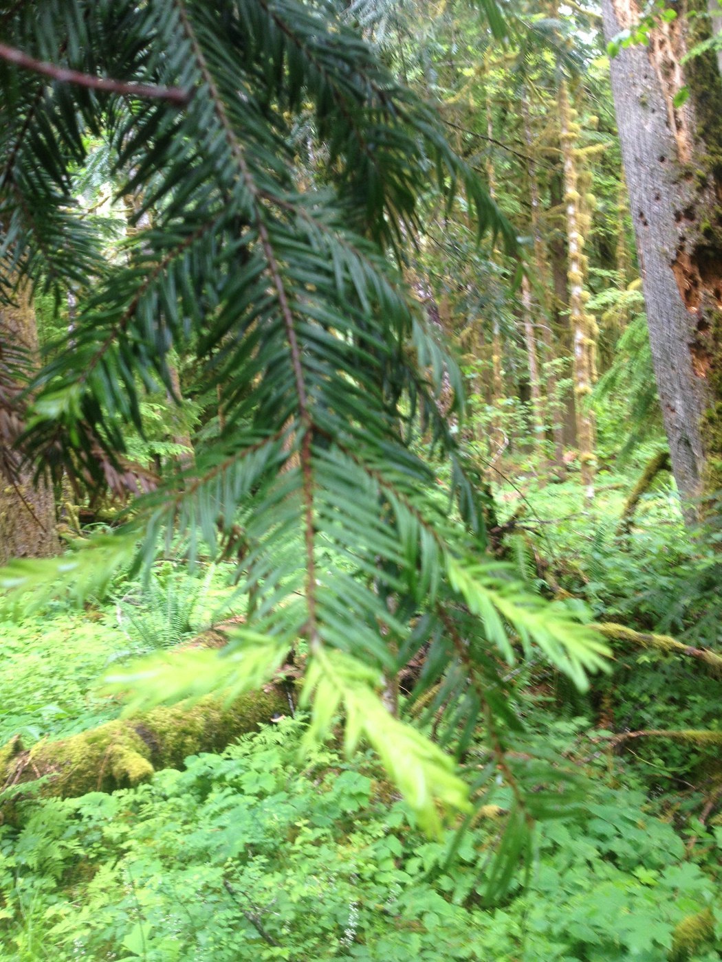 How to Care for Grand Fir