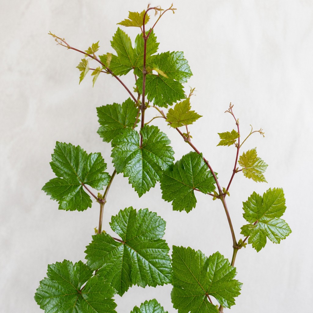 Grape Ivy