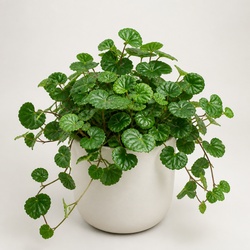 Grape Ivy Identification Guide
