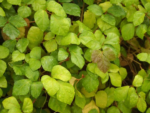 Grape Ivy