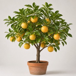 Grapefruit Tree Identification Guide