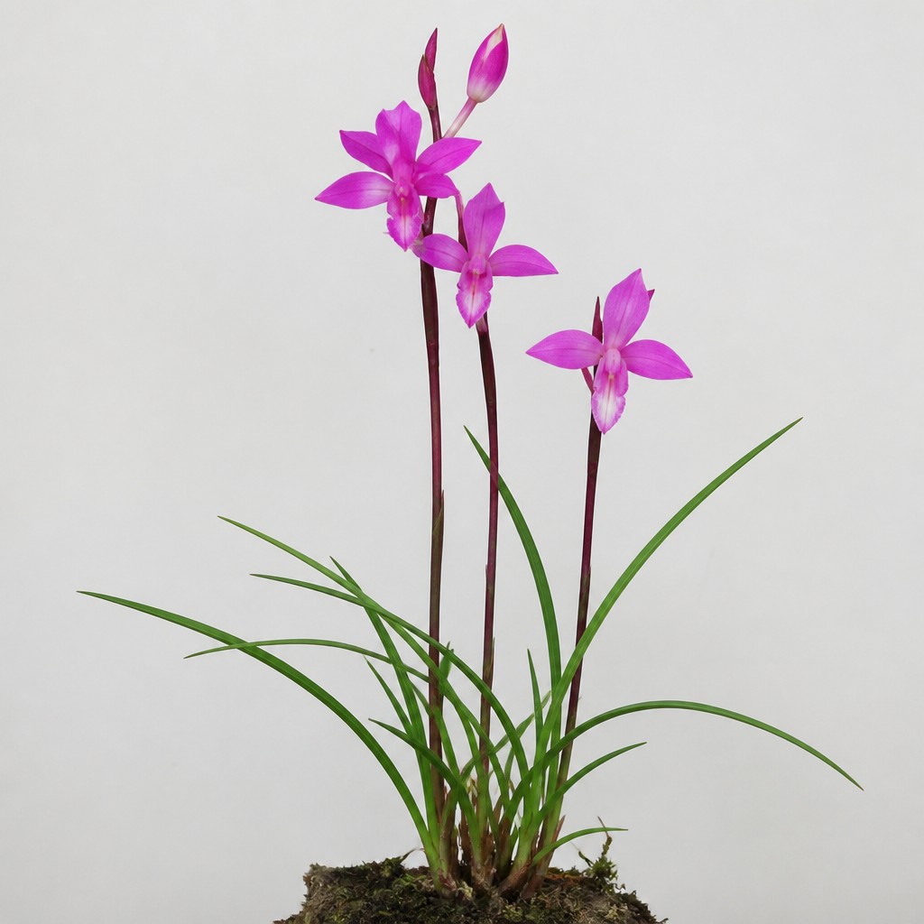 Grass Pink Orchid