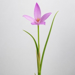 Grass Pink Orchid Identification Guide