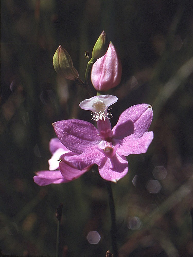 How to Care for Grass Pink Orchid